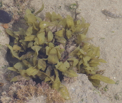 Sargassum incisifolium