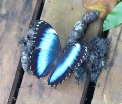 Morpho helenor achillides