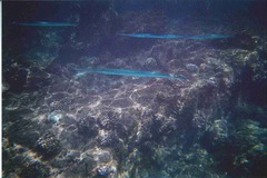 Platybelone argalus