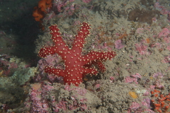 Alcyonium acaule