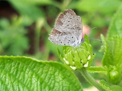 Zizula hylax pygmaea