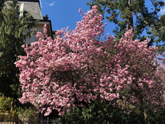 Magnolia × soulangeana