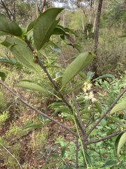 Symplocos tinctoria image