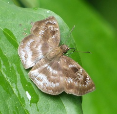 Quadrus u-lucida