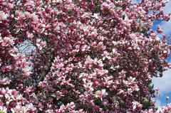 Magnolia × soulangeana