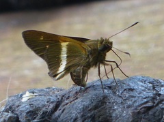 Tirynthia conflua