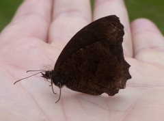 Praepedaliodes phanias