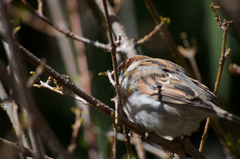 Passer domesticus