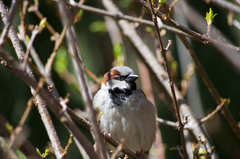 Passer domesticus