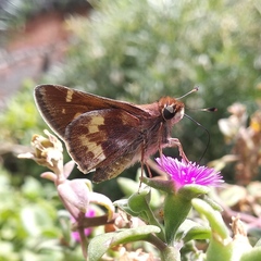 Lon melane vitellina