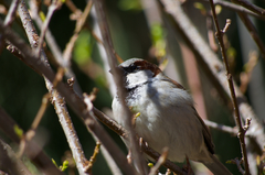 Passer domesticus