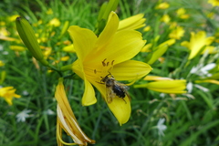 Melecta