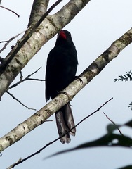 Saltator fuliginosus
