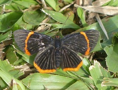 Riodina lycisca lycisca