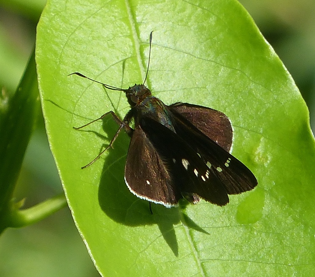 Eutychide physcella