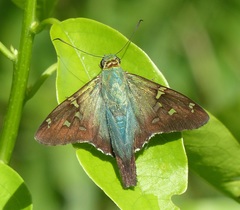 Urbanus proteus proteus