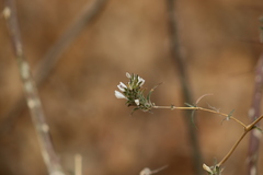 Tetramerium nervosum