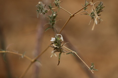 Tetramerium nervosum