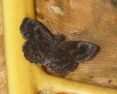 Staphylus ascalon