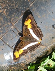 Adelpha melona pseudarete