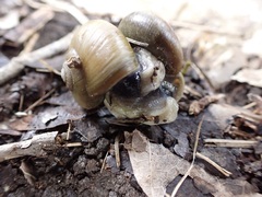 Gastrodontidae
