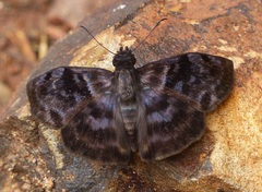 Ebrietas anacreon anacreon