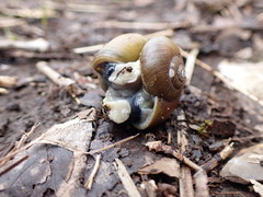Gastrodontidae