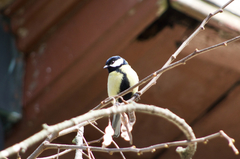 Parus major