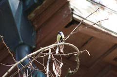 Parus major