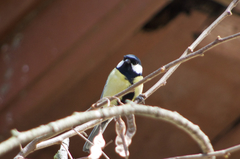 Parus major