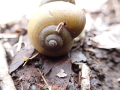Gastrodontidae