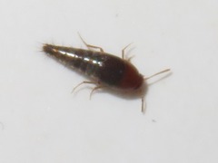 Sepedophilus nigripennis