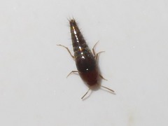 Sepedophilus nigripennis