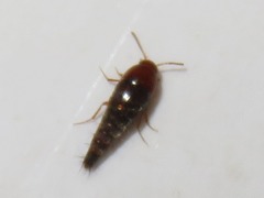 Sepedophilus nigripennis