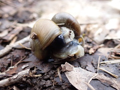 Gastrodontidae