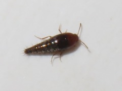 Sepedophilus nigripennis