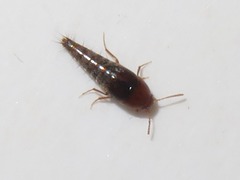 Sepedophilus nigripennis