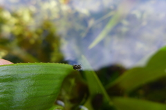 Theridiosoma gemmosum