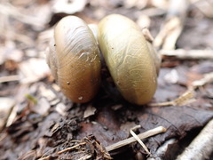 Gastrodontidae