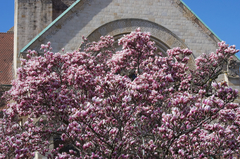 Magnolia × soulangeana