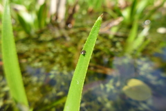 Theridiosoma gemmosum