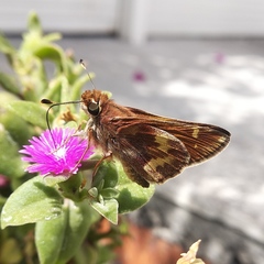 Lon melane vitellina