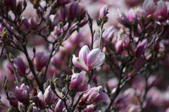 Magnolia × soulangeana