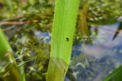 Theridiosoma gemmosum