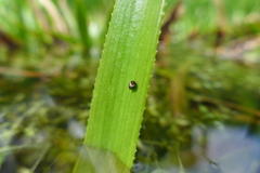 Theridiosoma gemmosum