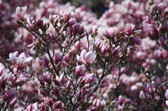 Magnolia × soulangeana