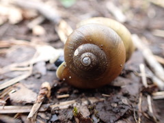 Gastrodontidae