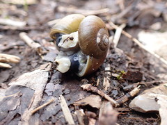 Gastrodontidae