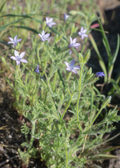 Gilia nevinii