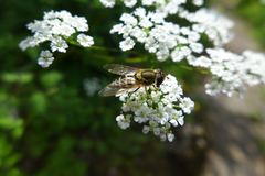Syrphus